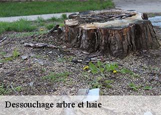 Dessouchage arbre et haie