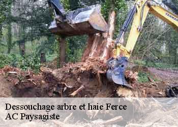 Dessouchage arbre et haie 44660
