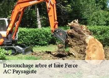 Dessouchage arbre et haie