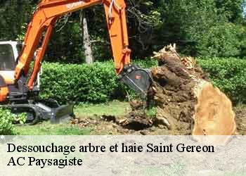 Dessouchage arbre et haie