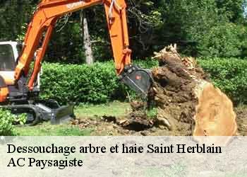 Dessouchage arbre et haie