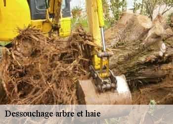 Dessouchage arbre et haie
