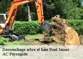 Dessouchage arbre et haie