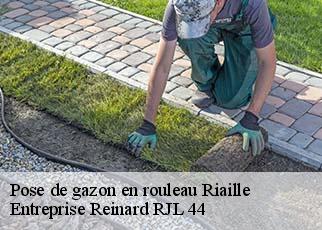 Pose de gazon en rouleau  riaille-44440 Entreprise Reinard RJL 44